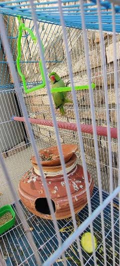 green parrot with neck circle
