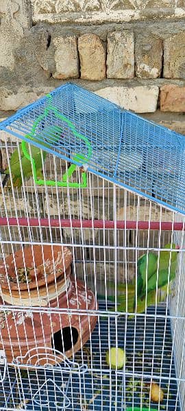 green parrot with neck circle 3