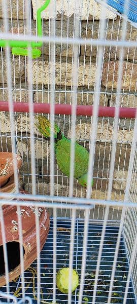green parrot with neck circle 5
