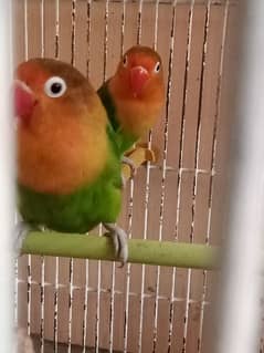 love bird pair