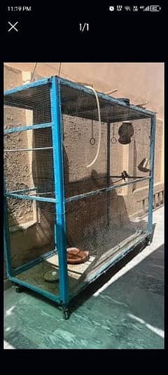 cerry perrots with heavy duty cage