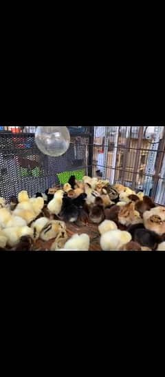 chicks for sale and poultry medicine and vaccine