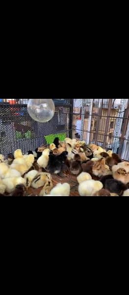 chicks for sale and poultry medicine and vaccine 0