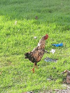 Aseel Roosters For Sale