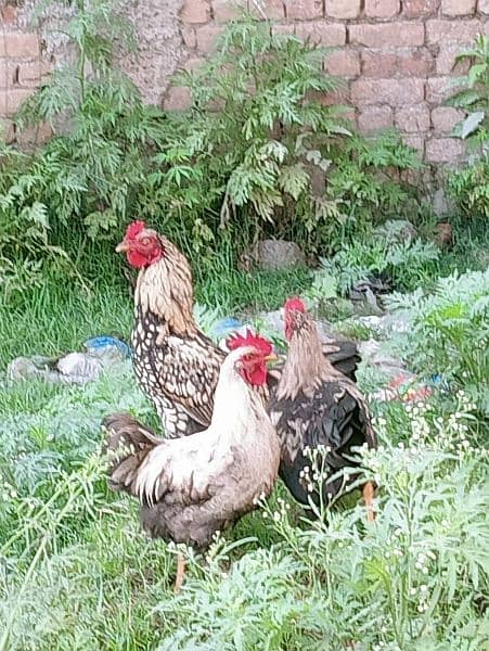 Aseel Roosters For Sale 1