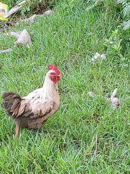 Aseel Roosters For Sale 2