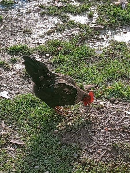 Aseel Roosters For Sale 3