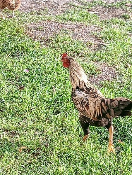 Aseel Roosters For Sale 5