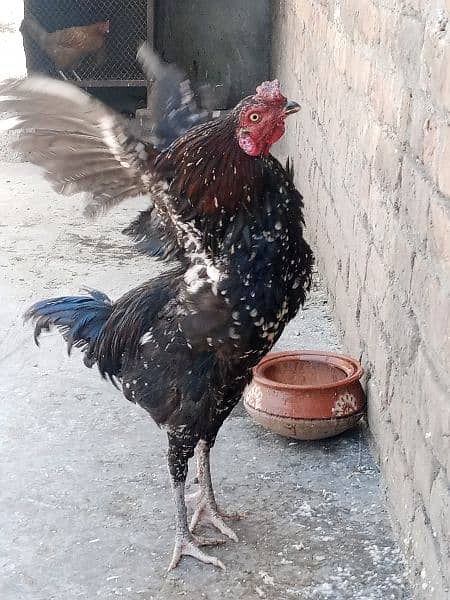 Aseel Roosters For Sale 6