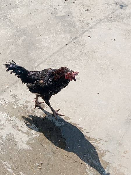 Aseel Roosters For Sale 7