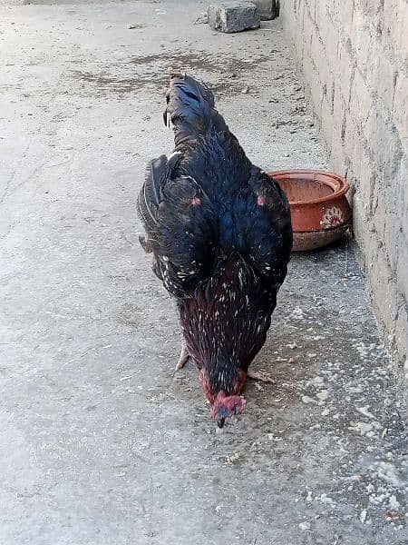 Aseel Roosters For Sale 8