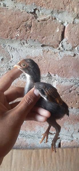 High quality Mianwali aseel chicks for sale 1