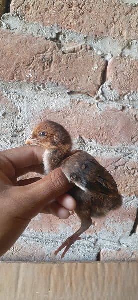 High quality Mianwali aseel chicks for sale 2