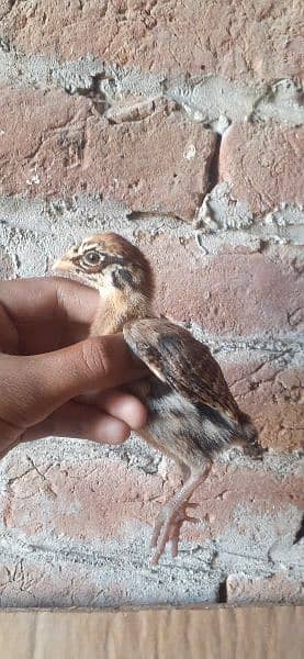 High quality Mianwali aseel chicks for sale 3