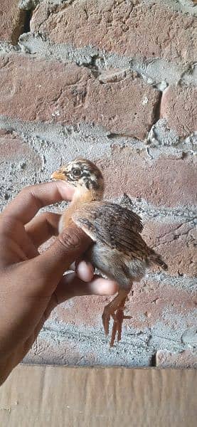 High quality Mianwali aseel chicks for sale 4