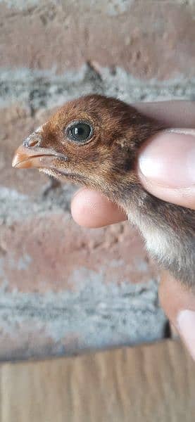 High quality Mianwali aseel chicks for sale 5