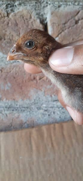 High quality Mianwali aseel chicks for sale 6