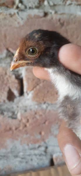 High quality Mianwali aseel chicks for sale 7