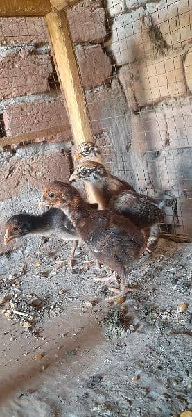 High quality Mianwali aseel chicks for sale 8