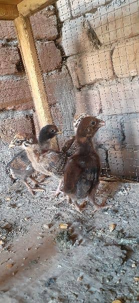 High quality Mianwali aseel chicks for sale 9