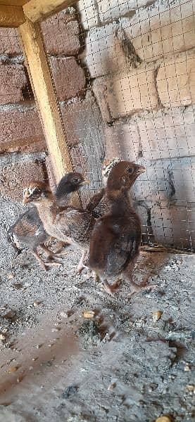 High quality Mianwali aseel chicks for sale 10
