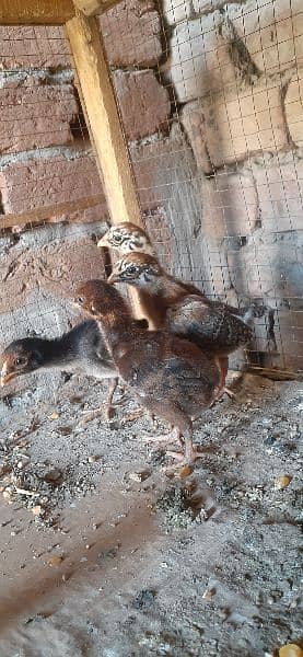 High quality Mianwali aseel chicks for sale 11