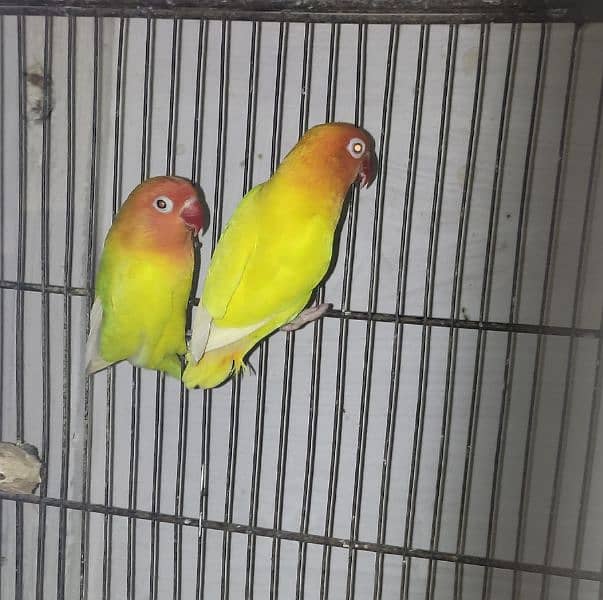 lovebirds breeder pairs available 1