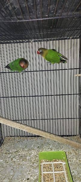 lovebirds breeder pairs available 2