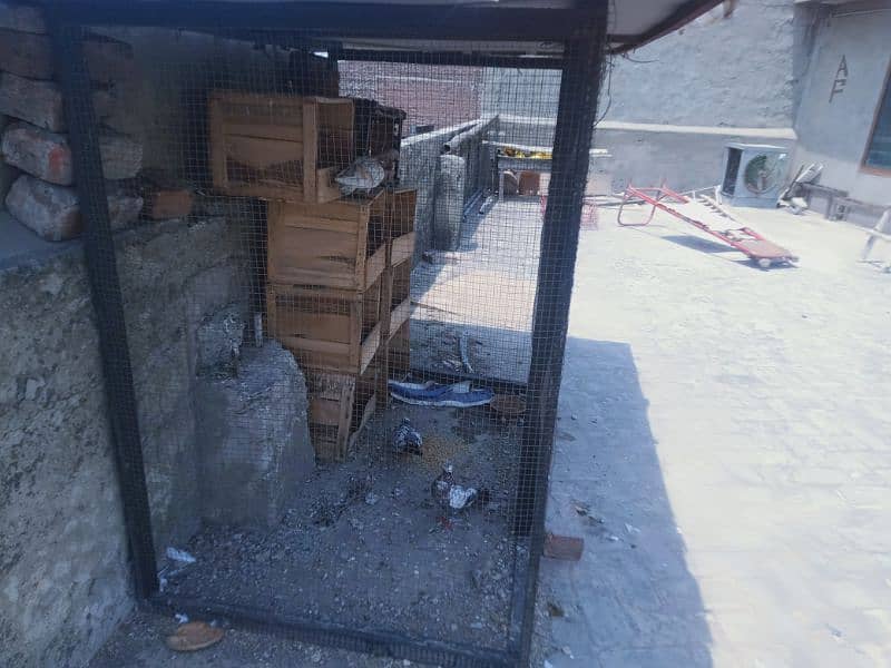 2 cage with pigeons for sale + petti or tin chaath shml nhi ha 2