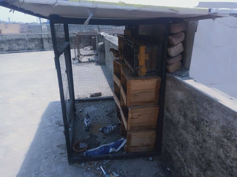 2 cage with pigeons for sale + petti or tin chaath shml nhi ha 5