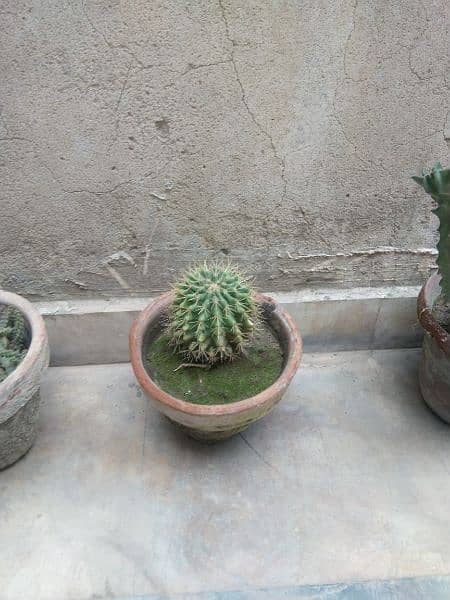 plants and tyres for plants decoration 14