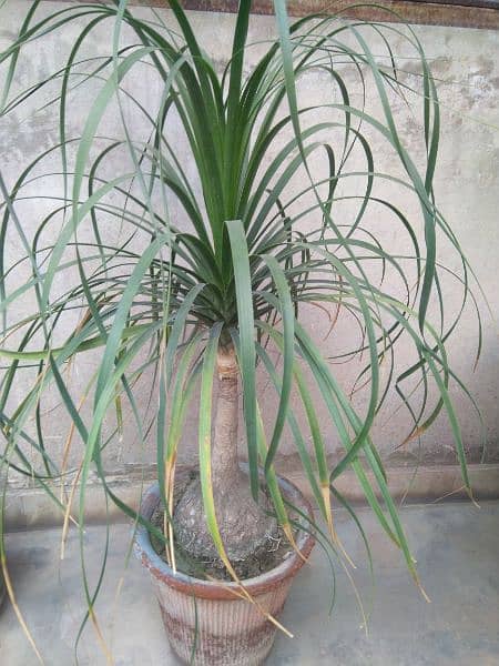 plants and tyres for plants decoration 18
