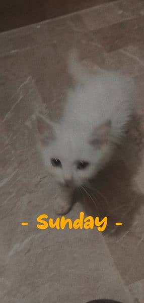 Pure Persian triple coated kittens available 1