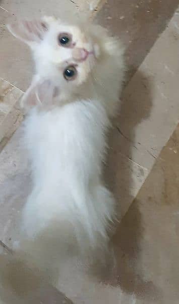 Pure Persian triple coated kittens available 2