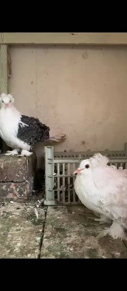 Breeding system, All Birds Available Healthy Paris 4