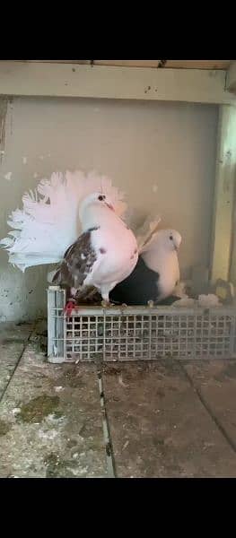 Breeding system, All Birds Available Healthy Paris 7
