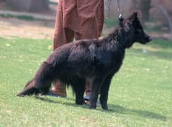 black german Shepherd female