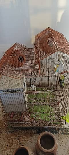 cages and exhibition budgies pide healthy and adult