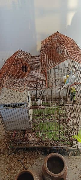 cages and exhibition budgies pide healthy and adult 0
