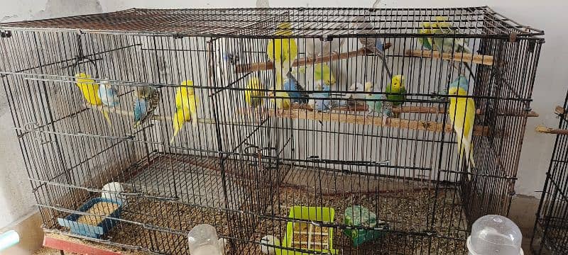 cages and exhibition budgies pide healthy and adult 1