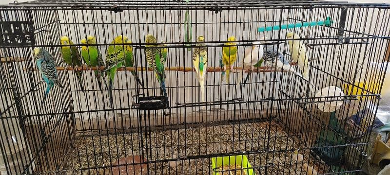 cages and exhibition budgies pide healthy and adult 2