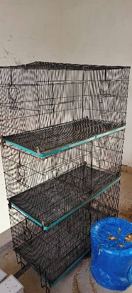 cages and exhibition budgies pide healthy and adult 3