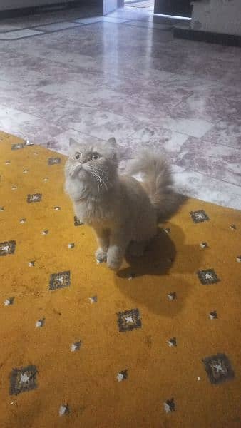 Russian cat 1