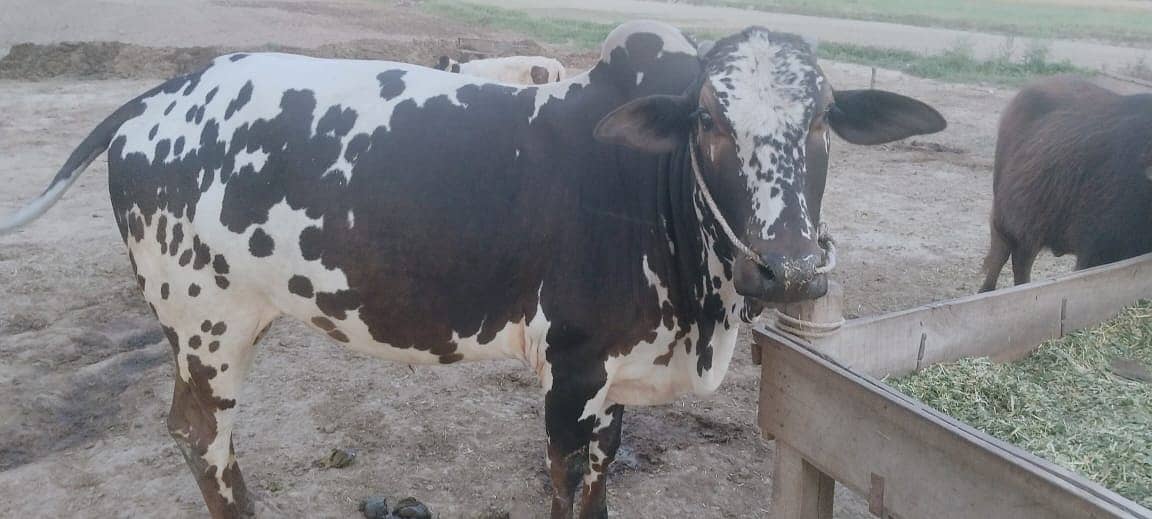 Cow | Bull | bachra | Desi wacha for Qurbani 2024 8