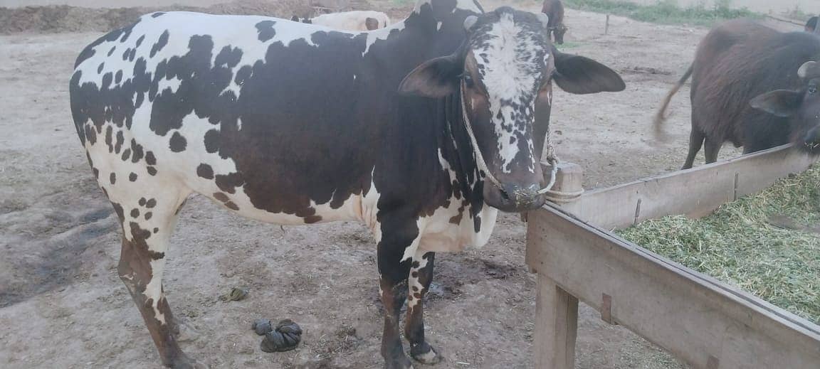 Cow | Bull | bachra | Desi wacha for Qurbani 2024 7