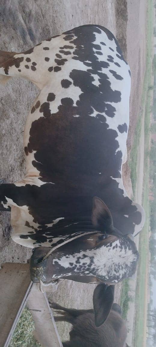 Cow | Bull | bachra | Desi wacha for Qurbani 2024 9