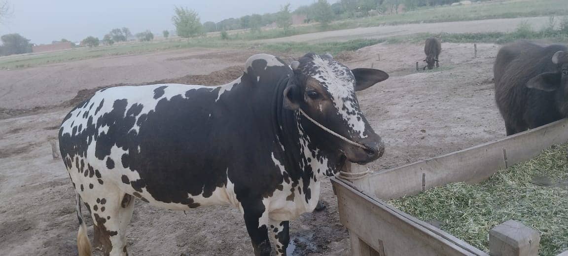 Cow | Bull | bachra | Desi wacha for Qurbani 2024 10
