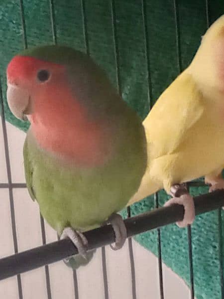 love bird and cockatiel 1