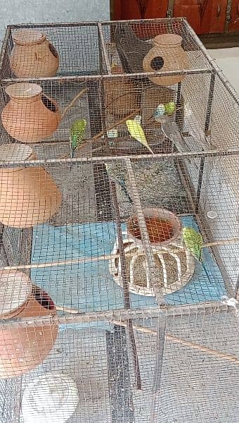 BIRDS CAGE UP FOR SALE 1
