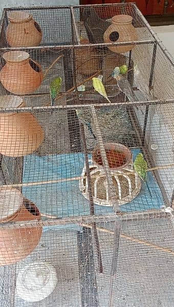 BIRDS CAGE UP FOR SALE 2